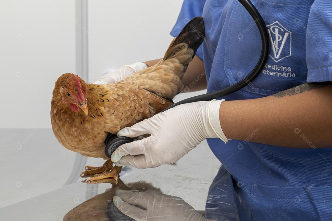 Médico veterinário examinando um mini frango Imagem JPG