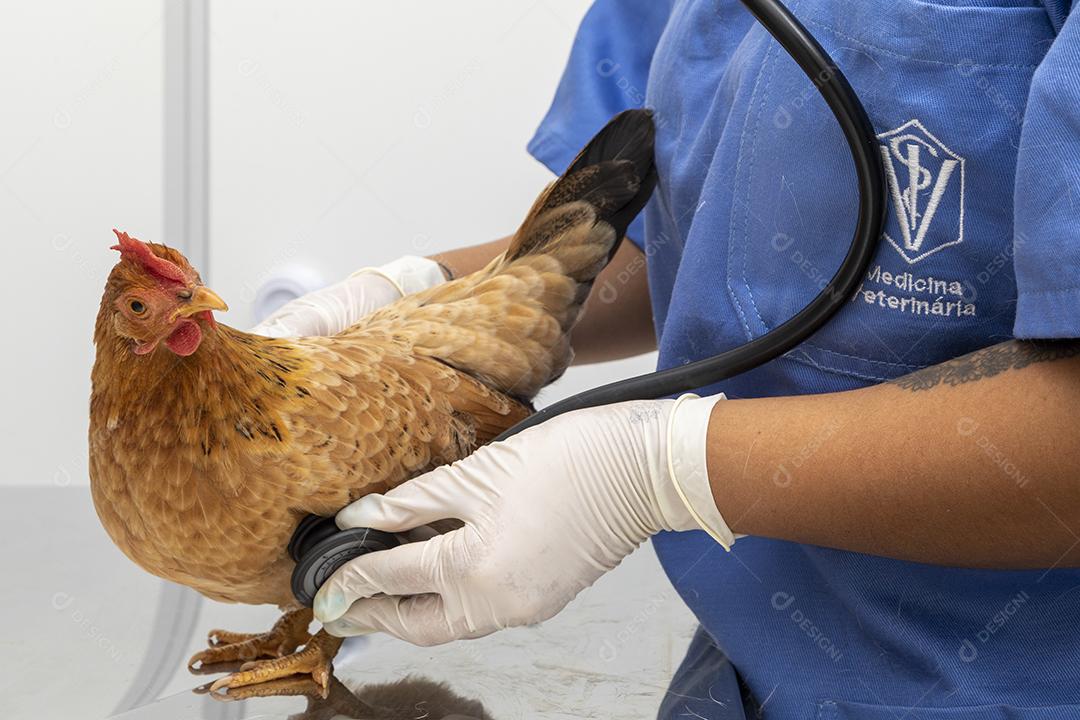 Médico veterinário examinando um mini frango Imagem JPG