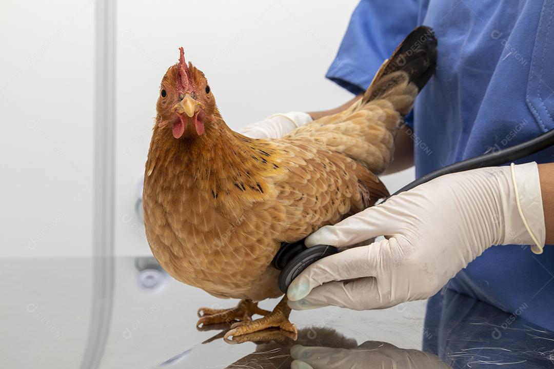 Médico veterinário examinando um mini frango Imagem JPG