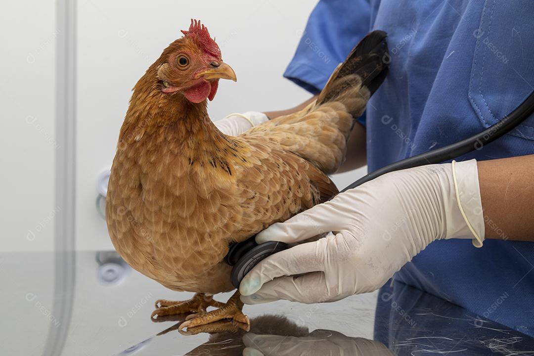 Médico veterinário examinando um mini frango Imagem JPG