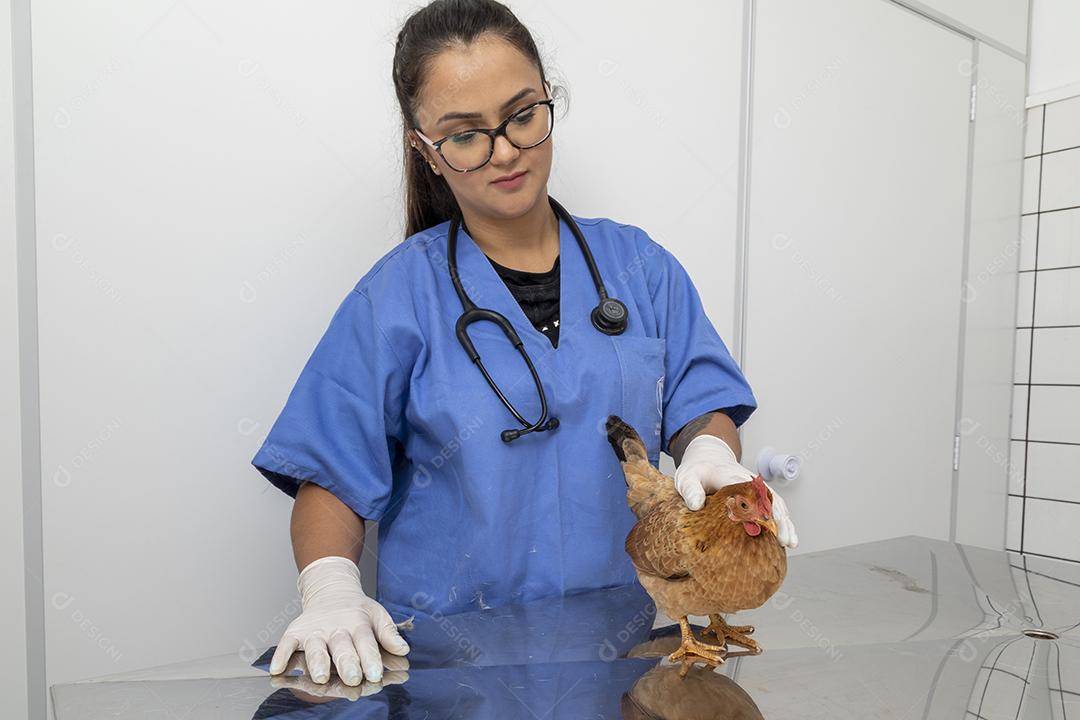 Médico veterinário examinando um mini frango Imagem JPG