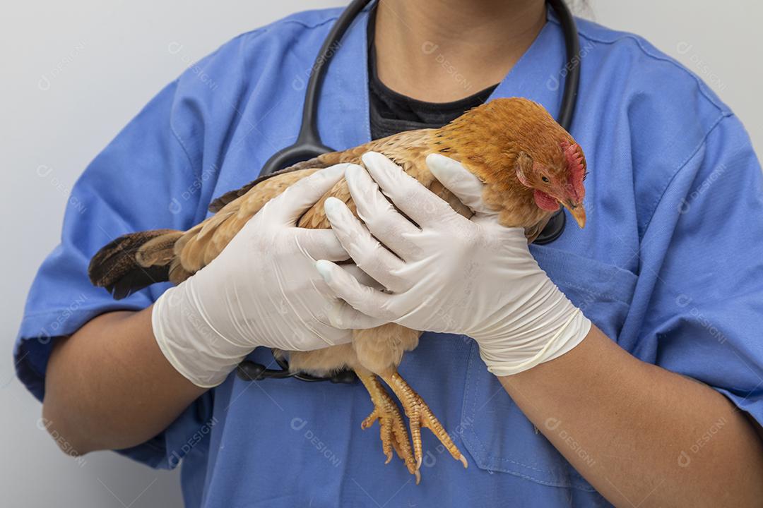Médico veterinário examinando um mini frango Imagem JPG