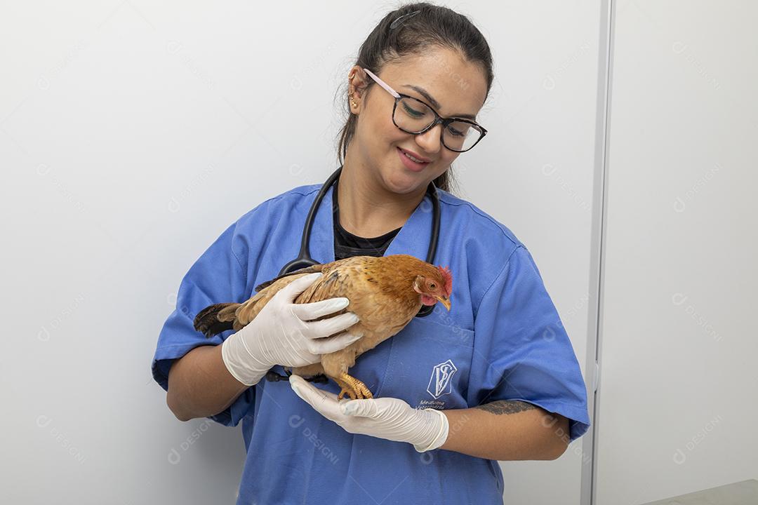 Médico veterinário examinando um mini frango Imagem JPG
