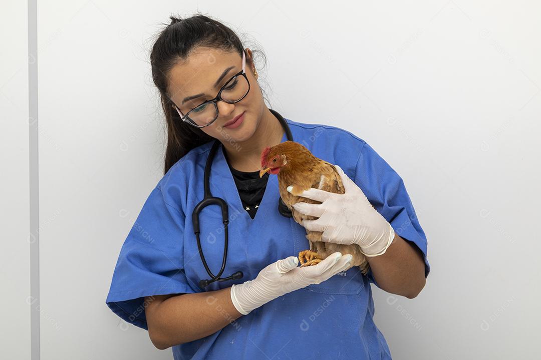 Médico veterinário examinando um mini frango Imagem JPG