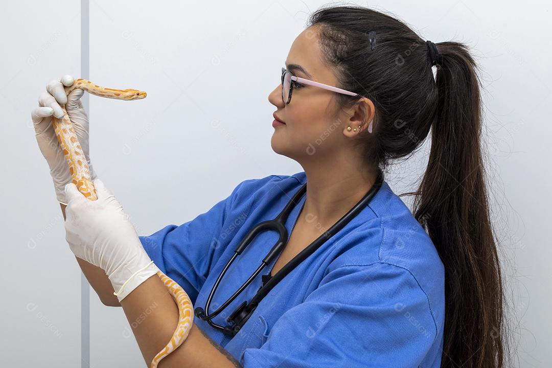 Médico veterinário examinando um mini frango Imagem JPG