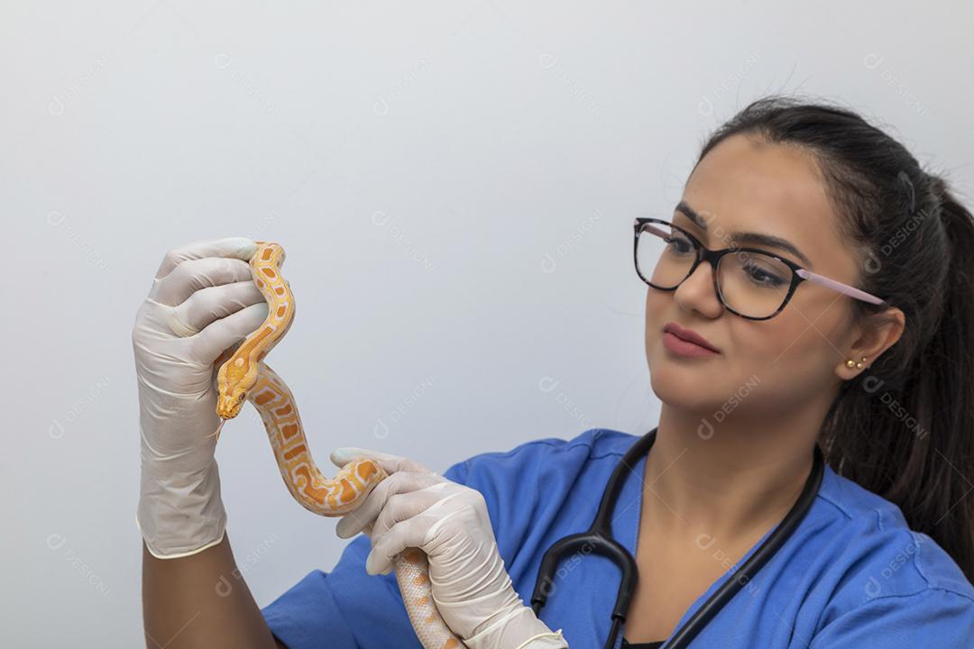 Médico veterinário examinando uma cobra python molurus albino Imagem JPG