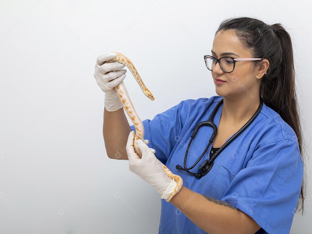 Médico veterinário examinando uma cobra python molurus albino Imagem JPG