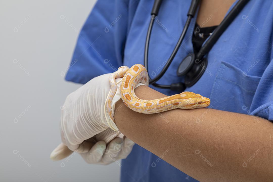 Médico veterinário examinando uma cobra python molurus albino Imagem JPG