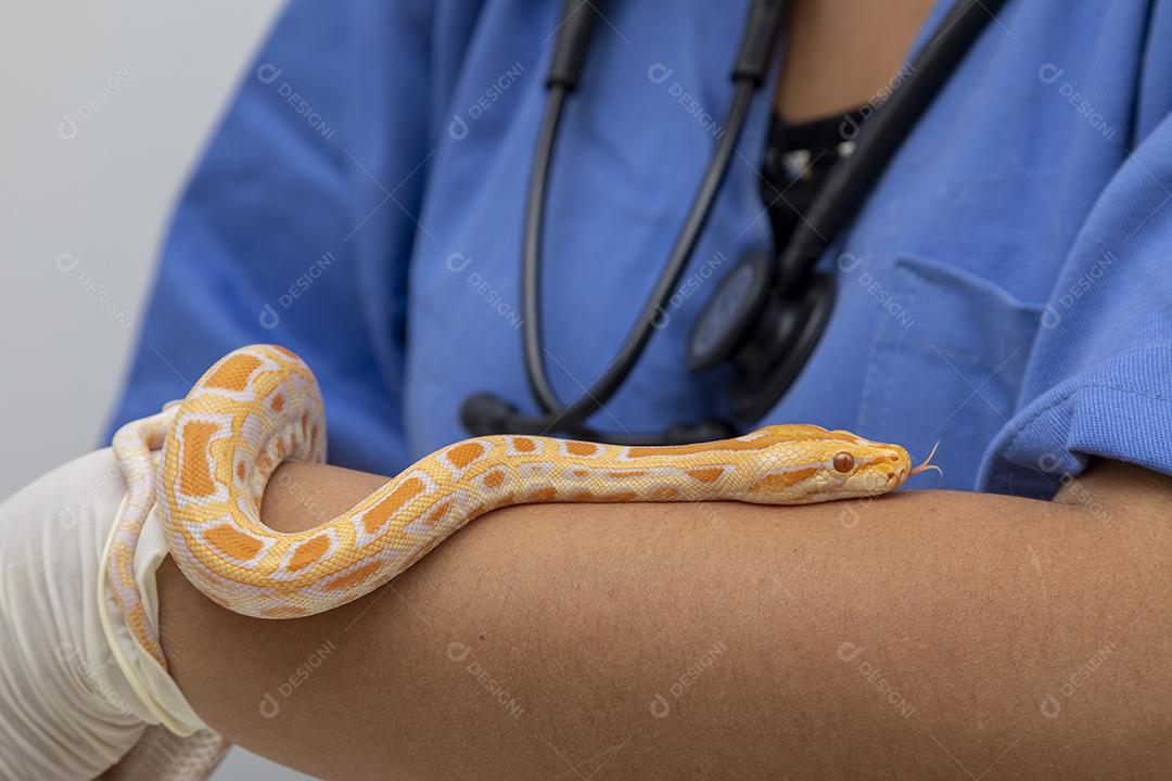 Médico veterinário examinando uma cobra python molurus albino Imagem JPG