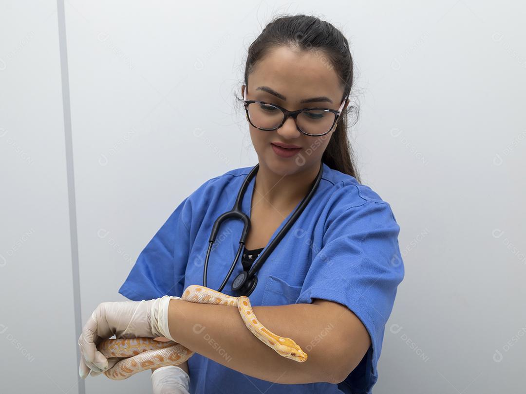 Médico veterinário examinando uma cobra python molurus albino Imagem JPG