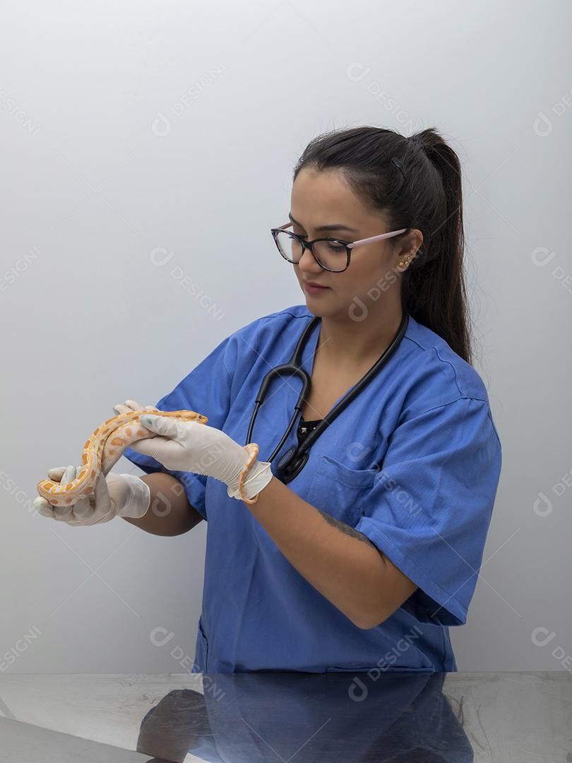 Médico veterinário examinando uma cobra python molurus albino Imagem JPG