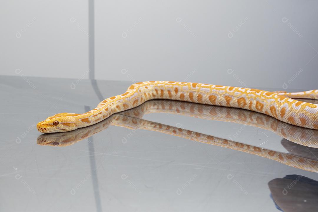 Médico veterinário examinando uma cobra python molurus albino Imagem JPG
