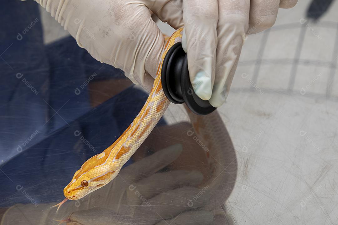 Médico veterinário examinando uma cobra python molurus albino Imagem JPG