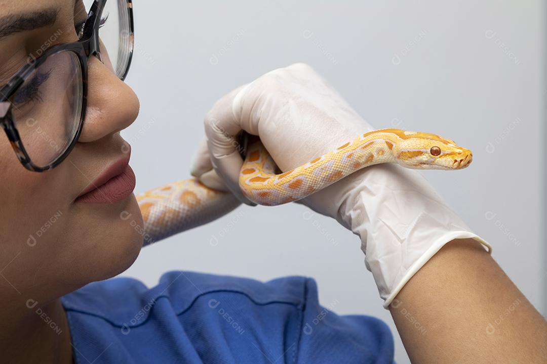 Médico veterinário examinando uma cobra python molurus albino Imagem JPG