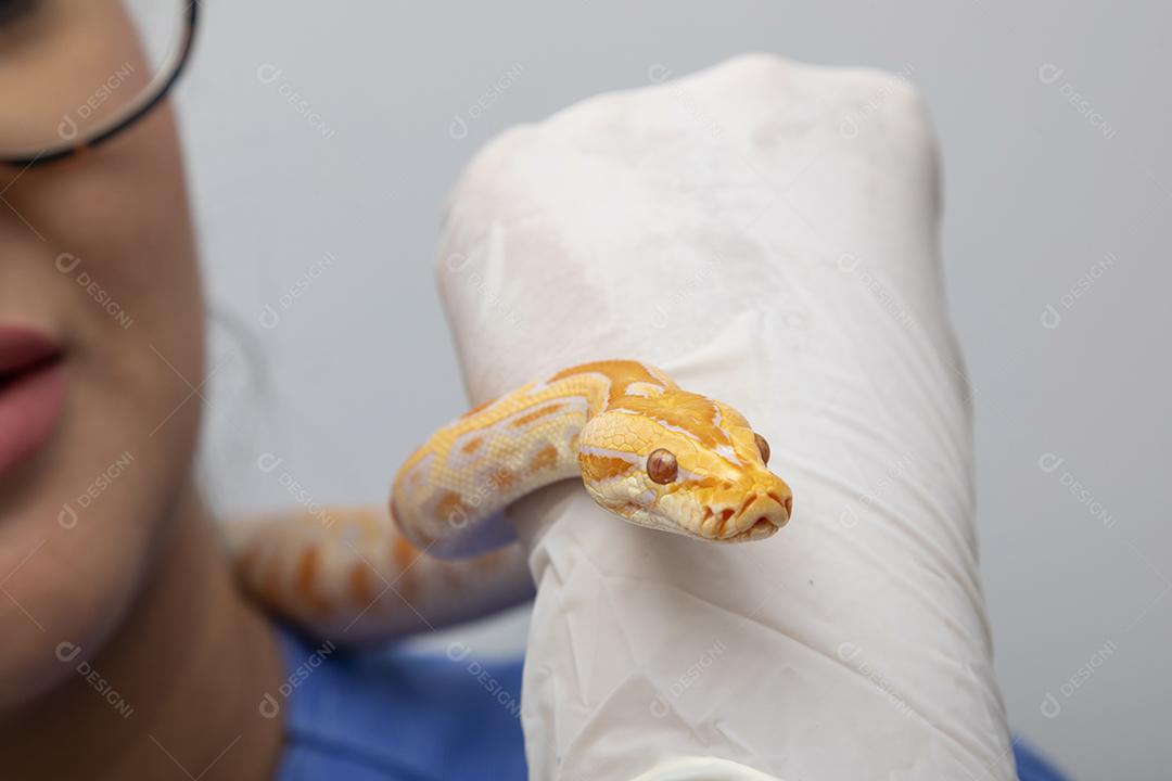 Médico veterinário examinando uma cobra python molurus albino Imagem JPG