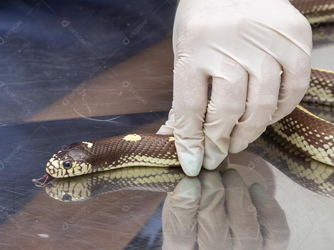 Médico veterinário examinando uma cobra rei Imagem JPG