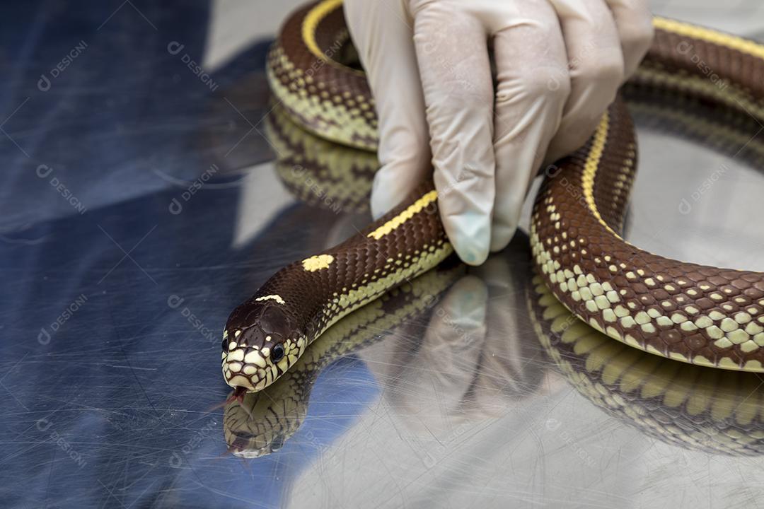 Médico veterinário examinando uma cobra rei Imagem JPG