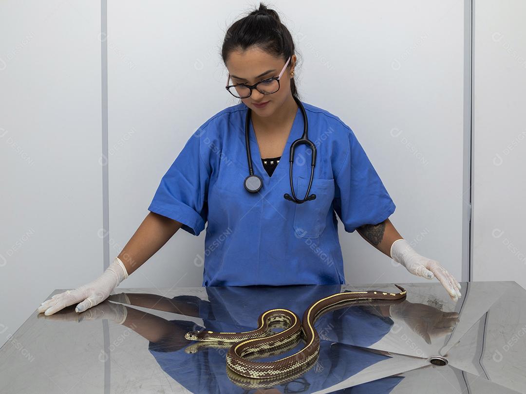 Médico veterinário examinando uma cobra rei Imagem JPG
