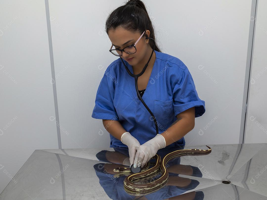 Médico veterinário examinando uma cobra rei Imagem JPG