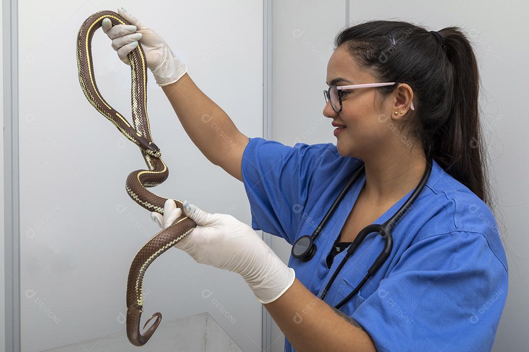Médico veterinário examinando uma cobra rei Imagem JPG