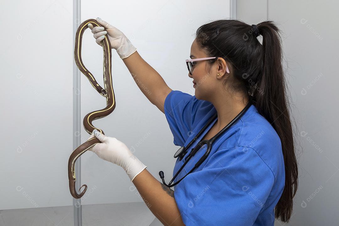 Médico veterinário examinando uma cobra rei Imagem JPG