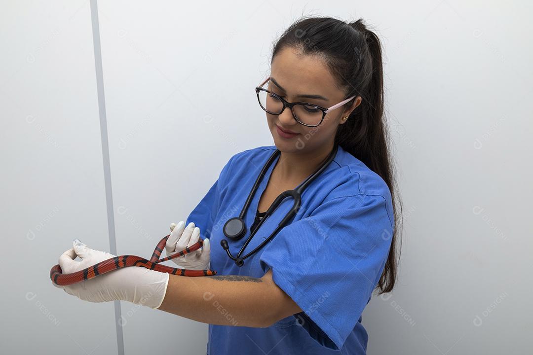 Médico veterinário examinando uma cobra vermelha e branca Imagem JPG