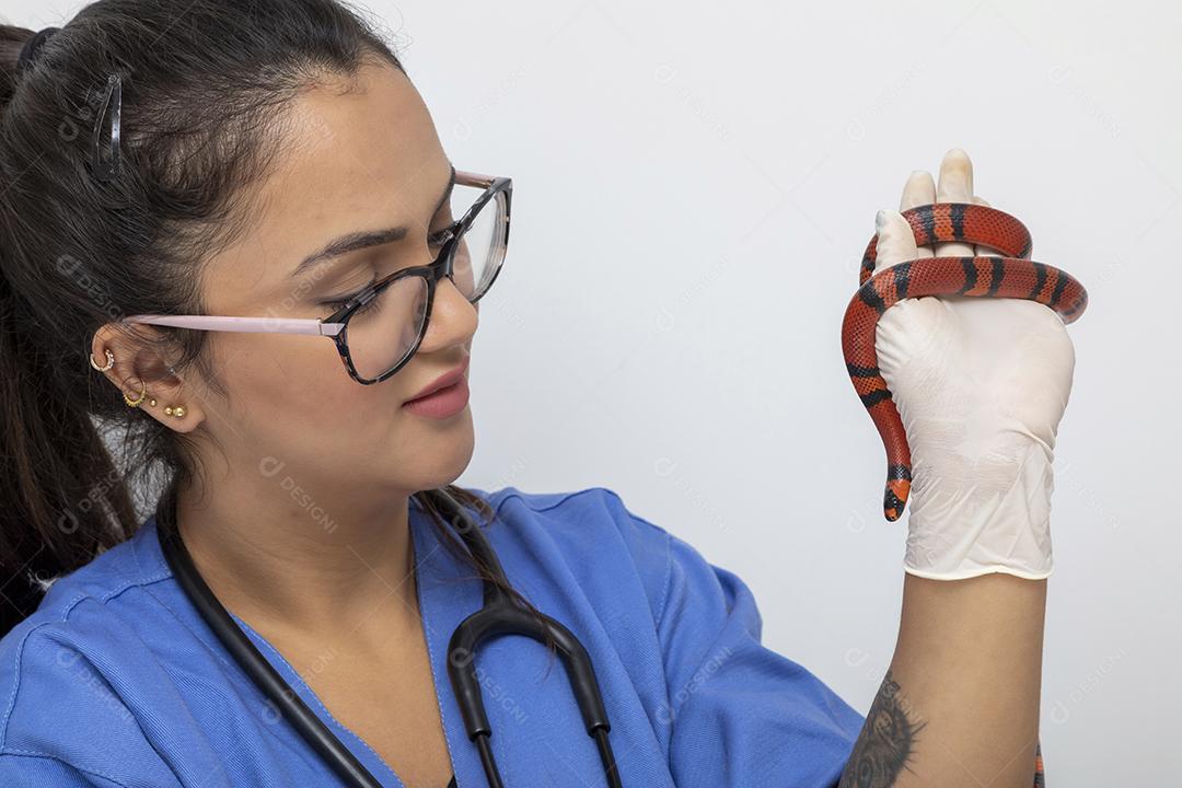 Médico veterinário examinando uma cobra vermelha e branca Imagem JPG