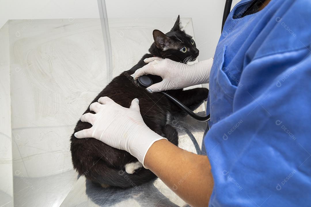 Veterinário examinando gato doméstico na clínica Imagem JPG