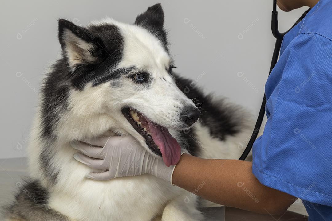 Veterinário hispânico examinando um cão husky siberiano Imagem JPG