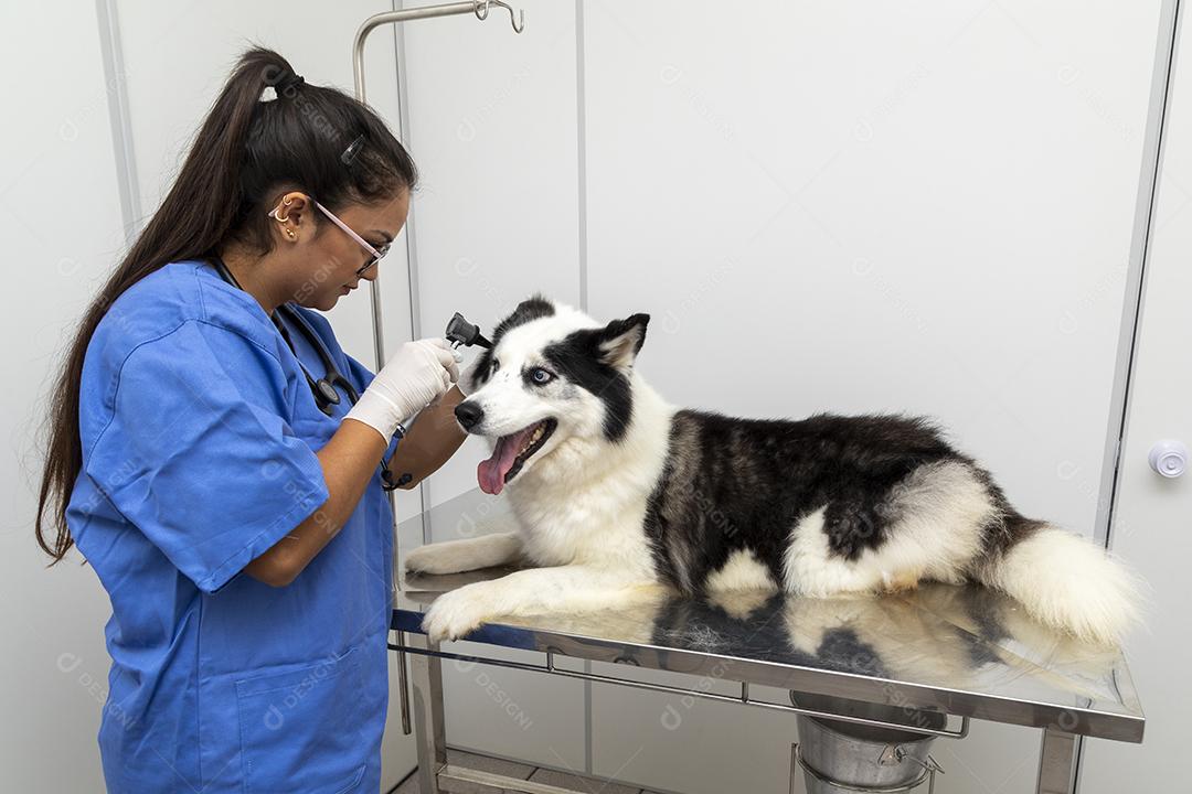 Veterinário hispânico examinando um cão husky siberiano Imagem JPG