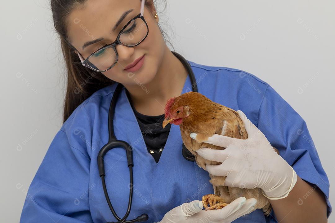 Médico veterinário examinando um mini frango Imagem JPG