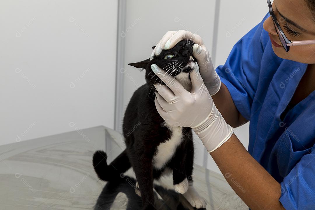 Veterinário examinando gato doméstico na clínica Imagem JPG