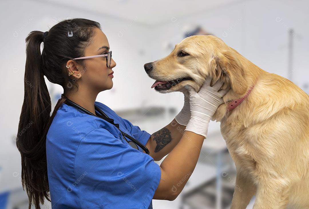 Médico veterinário examinando um golden retriever Imagem JPG