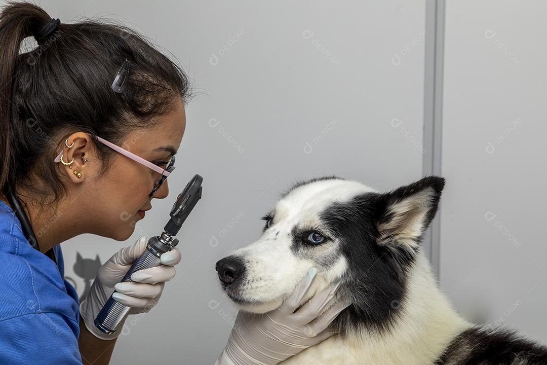 Veterinário examinando um olho de cachorro Imagem JPG