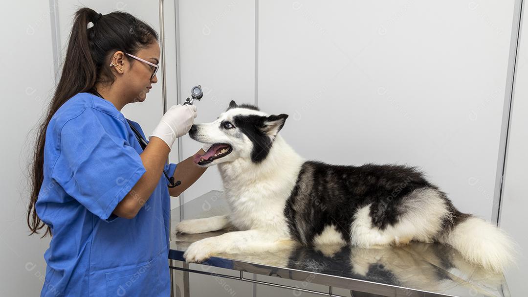 Veterinário examinando um olho de cachorro Imagem JPG