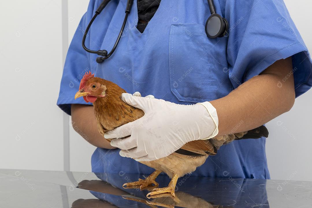 Médico veterinário examinando um mini frango Imagem JPG