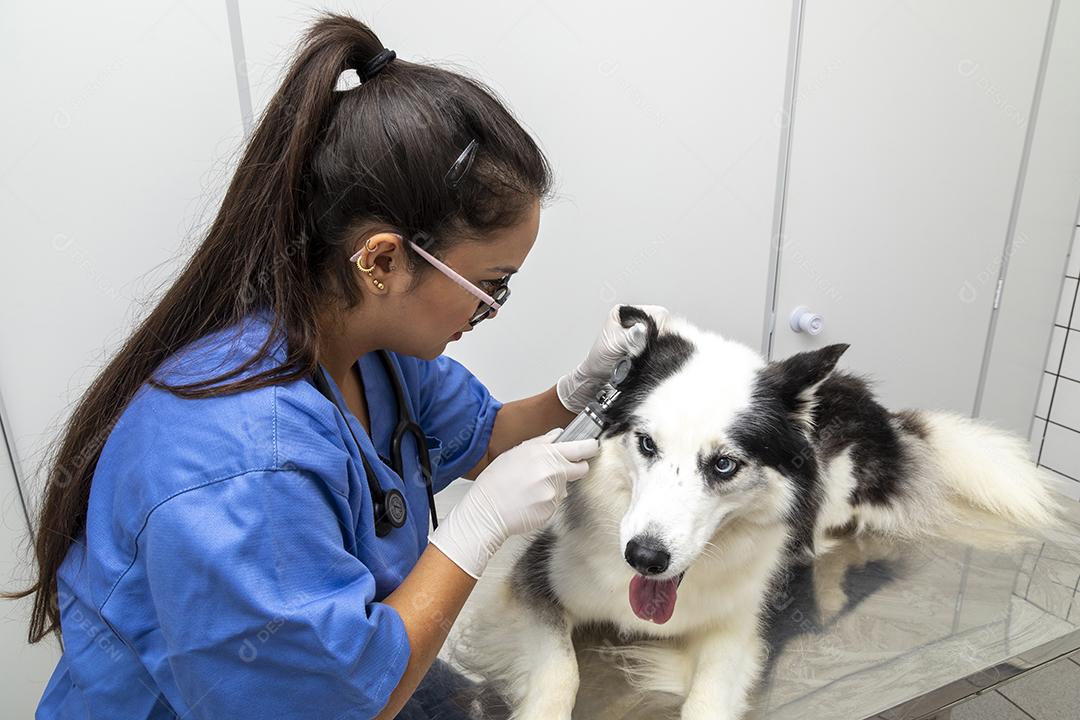 Veterinário hispânico examinando um cão husky siberiano Imagem JPG