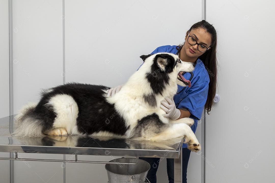 Veterinário hispânico examinando um cão husky siberiano Imagem JPG
