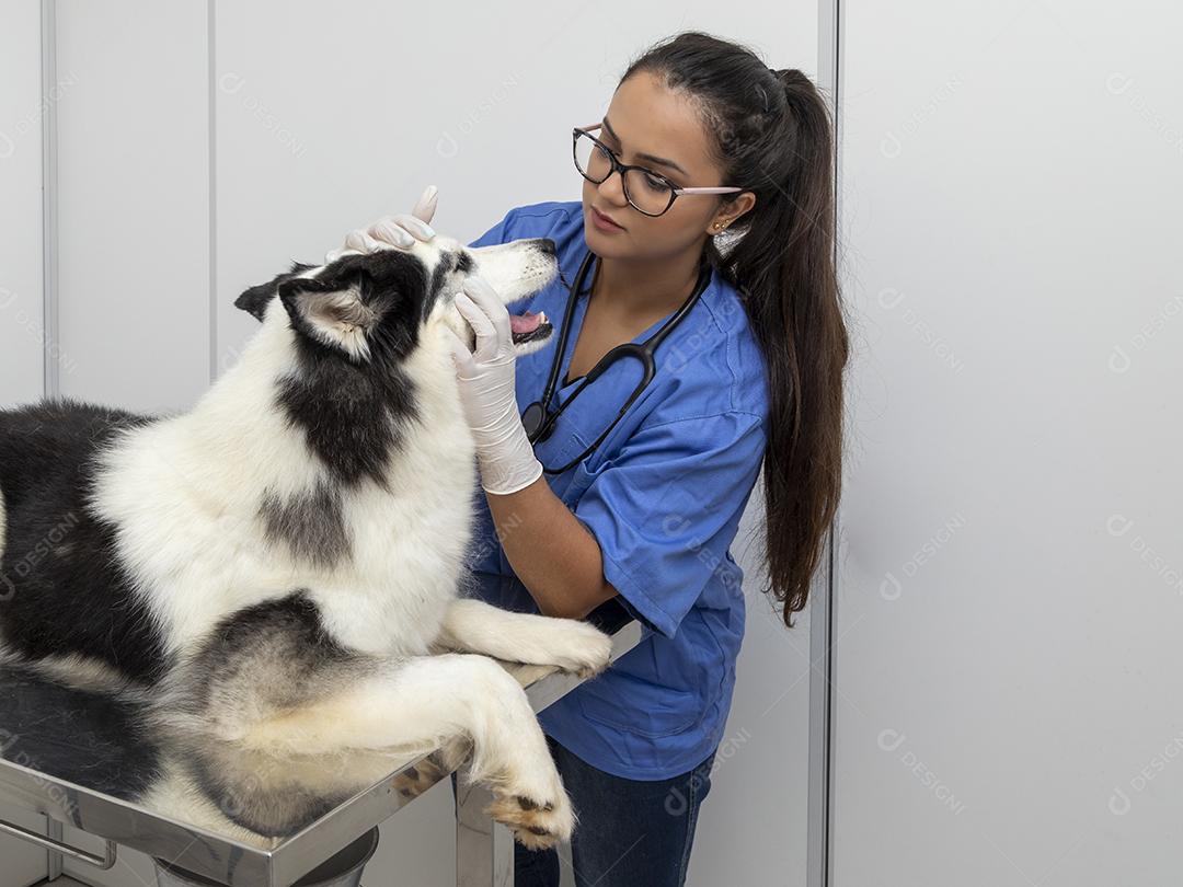 Veterinário hispânico examinando um cão husky siberiano Imagem JPG