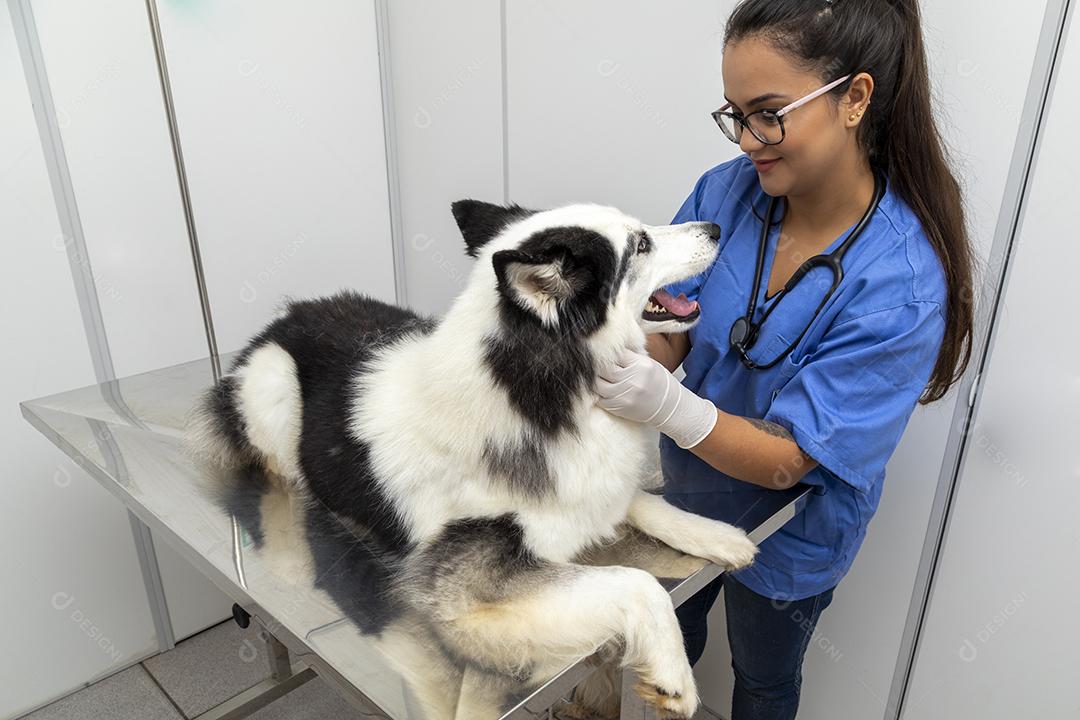 Veterinário hispânico examinando um cão husky siberiano Imagem JPG