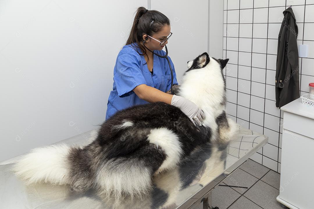 Veterinário hispânico examinando um cão husky siberiano Imagem JPG