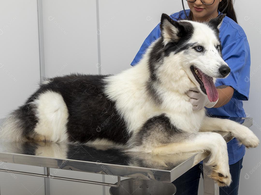 Veterinário hispânico examinando um cão husky siberiano Imagem JPG