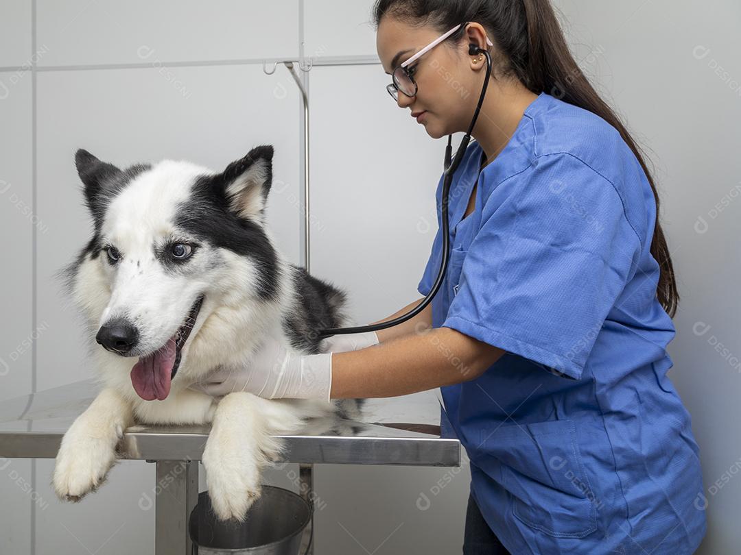Veterinário hispânico examinando um cão husky siberiano Imagem JPG