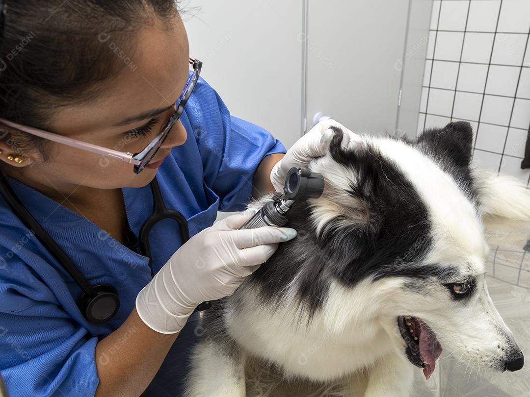 Veterinário hispânico examinando um cão husky siberiano Imagem JPG