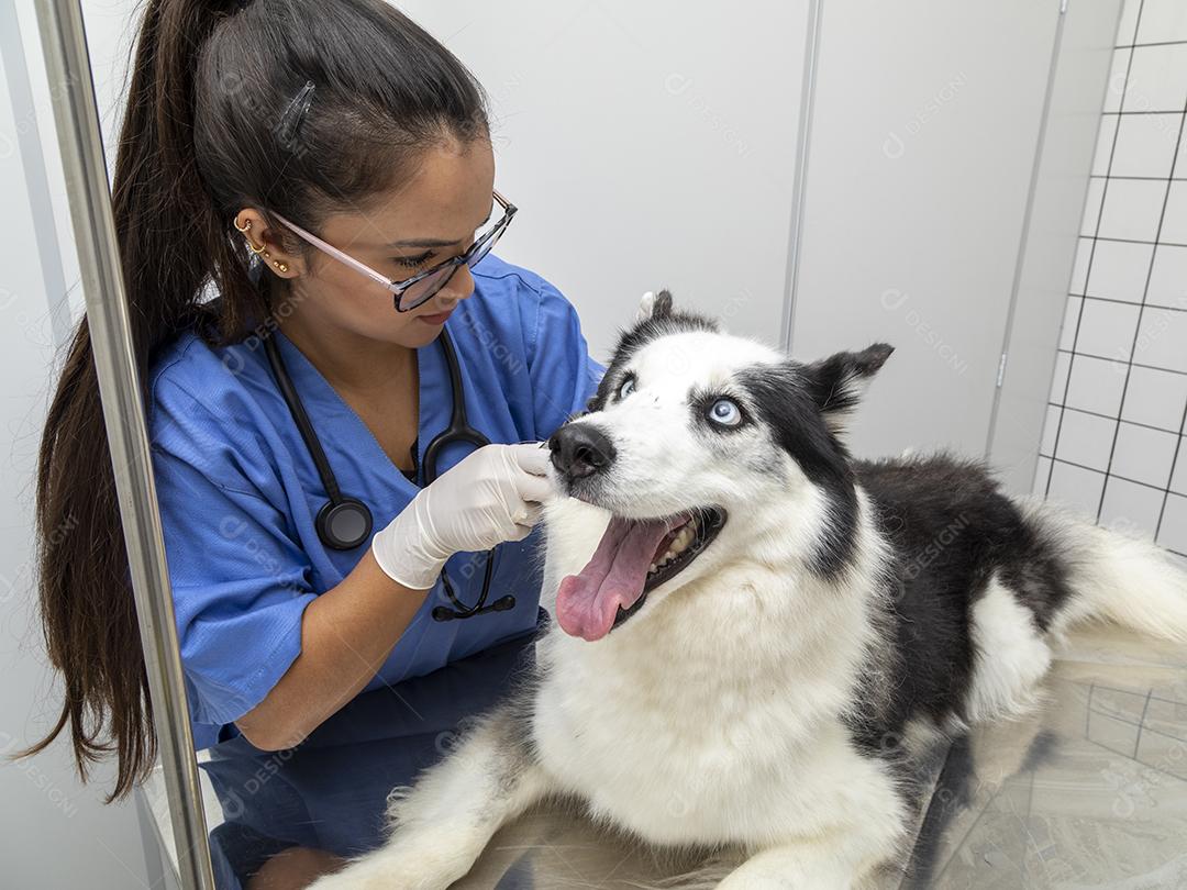 Veterinário hispânico examinando um cão husky siberiano Imagem JPG