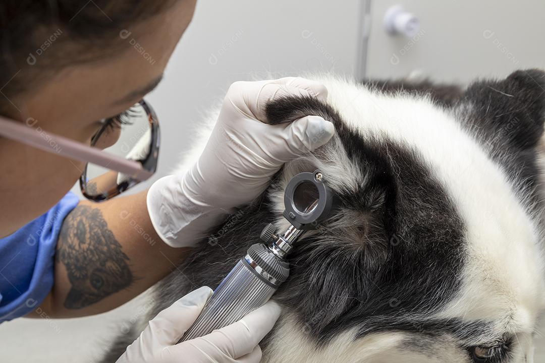 Veterinário hispânico examinando um cão husky siberiano Imagem JPG