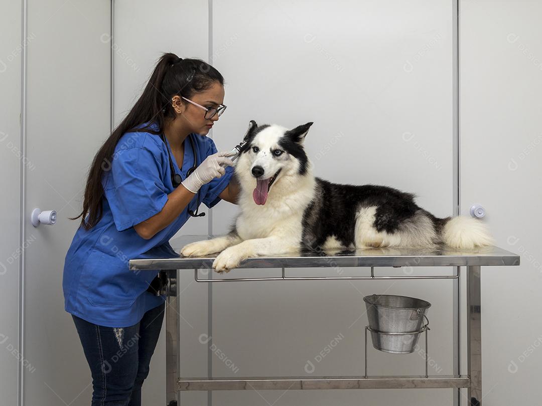 Veterinário hispânico examinando um cão husky siberiano Imagem JPG
