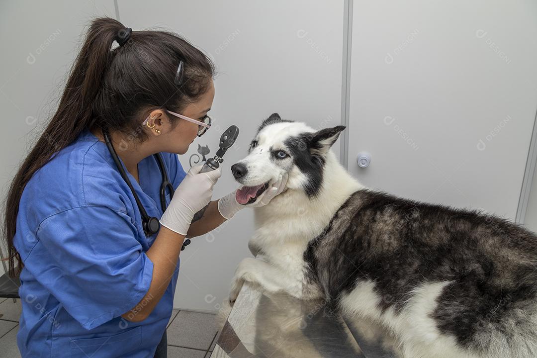 Veterinário hispânico examinando um cão husky siberiano Imagem JPG