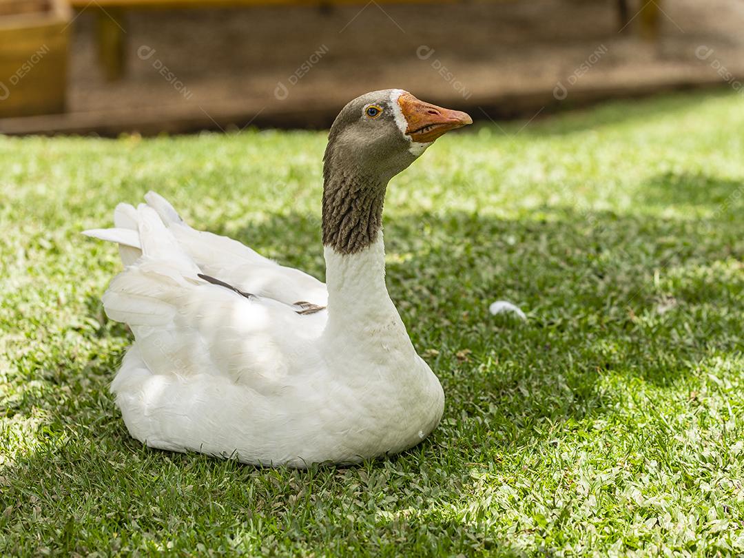 Closeup no ganso deitado no gramado em dia ensolarado Imagem JPG
