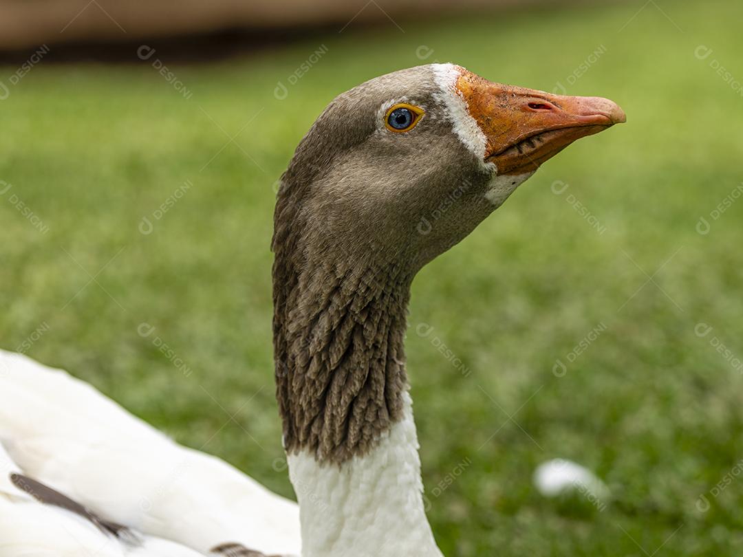 Gansos andando pelo gramado em um dia ensolarado Imagem JPG